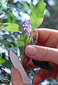 Solanum rantonnetii, Stecklingsvermehrung 2. Step
