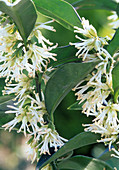 Sarcococca confusa