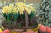 Osterkorb mit Hyacinthus orientalis 'Gipsy Princes'
