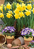 Narcissus 'Carlton' (Yellow trumpet daffodil)