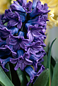 Hyacinthus orientalis 'Blue Star'