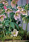 Helleborus orientalis