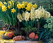 Narcissus hybrids