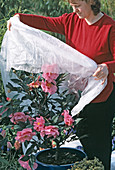 Protect Camellia from late frosts