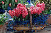 Hyacinthus orientalis