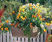 Cytisus racemosus 'Kamerbrem', tulips 'California Sun'.