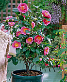 Camellia japonica 'California'