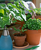 Vegetable seedlings