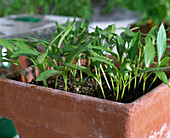 Paprika seedlings