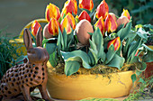 Tulipa 'flair'