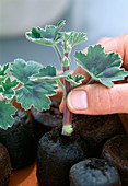 Propagation of leaf geranium cuttings 8.step