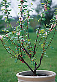 Prunus triloba (almond tree)