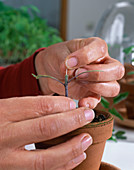 Grafting tomatoes 