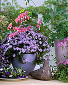 Phlox subulata 'Emerald Cushion Blue'