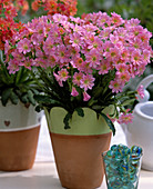 Lewisia cotyledon (Lewisia)