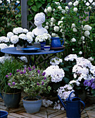 Hydrangea macrophylla 'Snowball' (small), 'Dragonfly' (large)