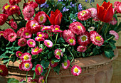 Bellis perennis, Tulipa, Myosotis