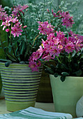 Lewisia cotyledon