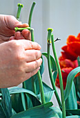 Tulpen-Blütenköpfe ausbrechen