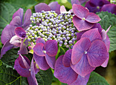 Hydrangea macrophylla 'Nachtigall'