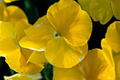 Viola Cornuta 'Lubega Yellow'