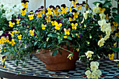 Viola cornuta 'Penny Yellow Jump Up' (3-farbig), 'Penny Primrose'
