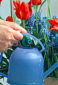 Muscari (grape hyacinths) and tulips fertilise regularly