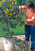 Cut back Euryops chrysanthemoides in spring