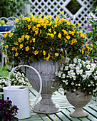 Viola cornuta 'Princess Yellow'