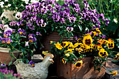 Viola 'Fama Blau mit Auge', 'Carneval Yellow'