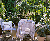 White scented terrace: Solanum bonariensis (nightshade)