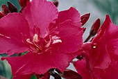 Oleander 'Geant Des Batailles'