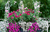 Kasten mit Lobelia weiß, Petunia 'Million Bells', Verbena