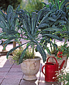 Tuscan Palm Cabbage 'Nero di Toscana tardino'