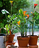 Zantedéschia 'Elliotiana'