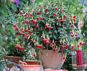 Fuchsia hybrid 'Celia Smedly'