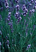 Lavandula angustifolia