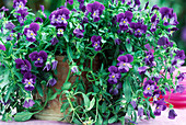 Viola cornuta 'Penny Violet'