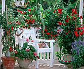 Balcony M. Abutilon 'Bella F1', cocktail tomatoes
