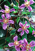 Clematis-Hybr. 'Juuli'