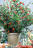 Bouquet of rose hip branch (Rosa rugosa) and sloe branch (Prunus)