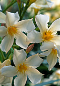 Nerium oleander 'Thalia'