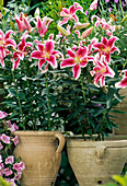 Lilium hybrid 'Stargazer'