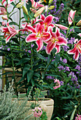 Lilium hybrid 'Stargazer'