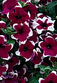 Petunia - Surfinia 'Hula Hoop Blue'