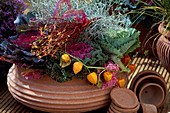 Tray: Brassica (ornamental cabbage), Calocephalus (greisweed), Physalis (lampion flower)