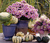 Brassica / Zierkohl, Aster dumosus / Kissenaster, Strauß aus Aster und Pennisetu