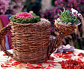 Willow watering jug with viola (pansy), Brassica (ornamental cabbage)