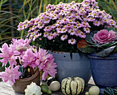 Aster dumosus (cushion aster), Brassica oleracea (ornamental cabbage)