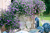 Lobelia erinus (Männertreu) 'Blue Star'